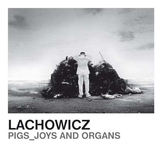 LACHOWICZ: Świnie w całej okazałości!